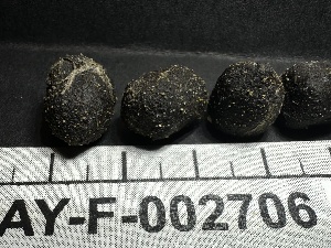  (Trichobolus sp. zukalii-CA01 - HAY-F-002706)  @11 [ ] c (2023) Rudy Diaz Fungal Diversity Survey