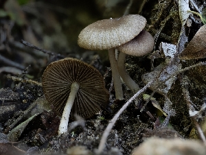  ( - HAY-F-002897)  @11 [ ] by-nc (2023) Stu Pickell Fungal Diversity Survey