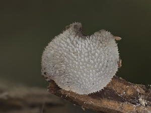  ( - HAY-F-002962)  @11 [ ] by-nc (2023) Stu Pickell Fungal Diversity Survey