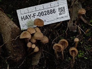  ( - HAY-F-002886)  @11 [ ] by-nc (2023) Stu Pickell Fungal Diversity Survey