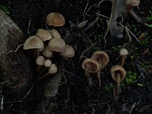  ( - HAY-F-002886)  @11 [ ] by-nc (2023) Stu Pickell Fungal Diversity Survey