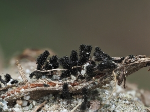  (Pyrenophora - HAY-F-002904)  @11 [ ] by-nc (2023) Stu Pickell Fungal Diversity Survey