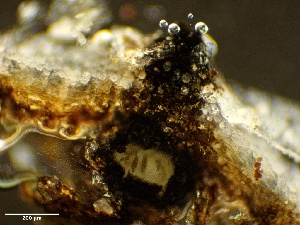  (Montagnula opulenta - HAY-F-002703)  @11 [ ] c (2023) Rudy Diaz Fungal Diversity Survey