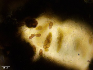  ( - HAY-F-002703)  @11 [ ] c (2023) Rudy Diaz Fungal Diversity Survey