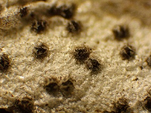  ( - HAY-F-002703)  @11 [ ] c (2023) Rudy Diaz Fungal Diversity Survey