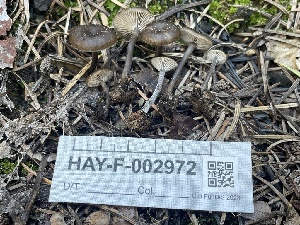  ( - HAY-F-002972)  @11 [ ] by-nc (2023) Damon Tighe Fungal Diversity Survey