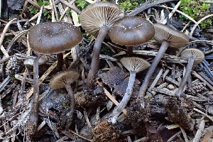  ( - HAY-F-002972)  @11 [ ] by-nc (2023) Damon Tighe Fungal Diversity Survey