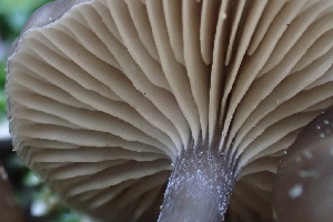  ( - HAY-F-002972)  @11 [ ] by-nc (2023) Damon Tighe Fungal Diversity Survey