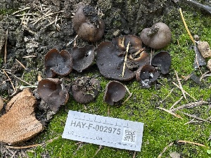  ( - HAY-F-002975)  @11 [ ] by-nc (2023) Damon Tighe Fungal Diversity Survey