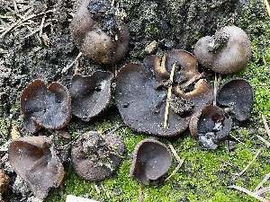  ( - HAY-F-002975)  @11 [ ] by-nc (2023) Damon Tighe Fungal Diversity Survey