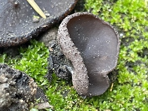 ( - HAY-F-002975)  @11 [ ] by-nc (2023) Damon Tighe Fungal Diversity Survey