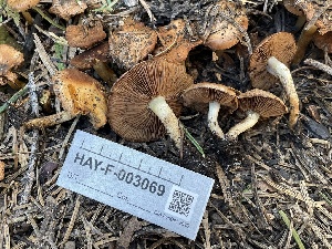  ( - HAY-F-003069)  @11 [ ] by-nc (2023) Damon Tighe Fungal Diversity Survey