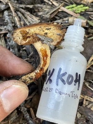  ( - HAY-F-003069)  @11 [ ] by-nc (2023) Damon Tighe Fungal Diversity Survey