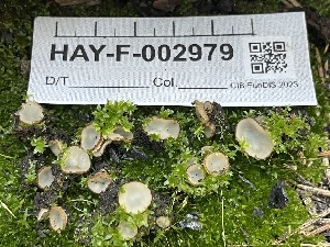  ( - HAY-F-002979)  @11 [ ] by-nc (2023) Damon Tighe Fungal Diversity Survey
