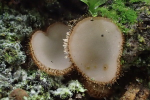  ( - HAY-F-002979)  @11 [ ] by-nc (2023) Damon Tighe Fungal Diversity Survey