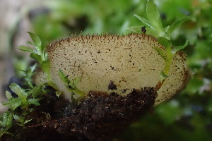  ( - HAY-F-002979)  @11 [ ] by-nc (2023) Damon Tighe Fungal Diversity Survey