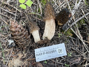  ( - HAY-F-002981)  @11 [ ] by-nc (2023) Damon Tighe Fungal Diversity Survey