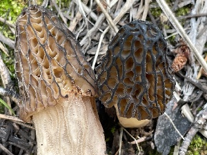  ( - HAY-F-002981)  @11 [ ] by-nc (2023) Damon Tighe Fungal Diversity Survey