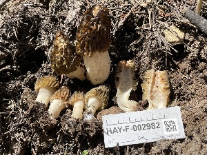  ( - HAY-F-002982)  @11 [ ] by-nc (2023) Damon Tighe Fungal Diversity Survey