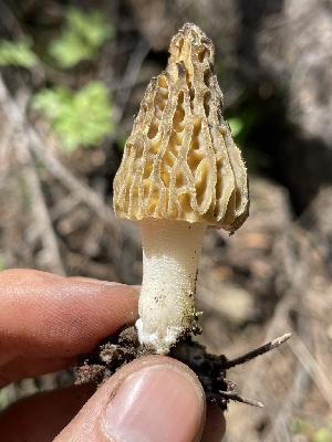  ( - HAY-F-002982)  @11 [ ] by-nc (2023) Damon Tighe Fungal Diversity Survey