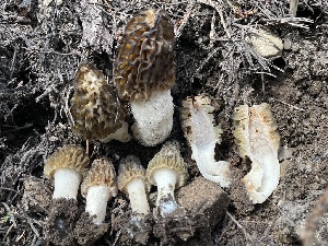  (Morchella sp. CA01 - HAY-F-002982)  @11 [ ] by-nc (2023) Damon Tighe Fungal Diversity Survey