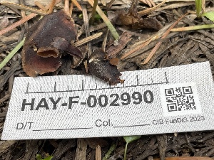  ( - HAY-F-002990)  @11 [ ] by-nc (2023) Damon Tighe Fungal Diversity Survey