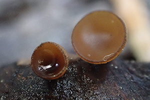  ( - HAY-F-002990)  @11 [ ] by-nc (2023) Damon Tighe Fungal Diversity Survey