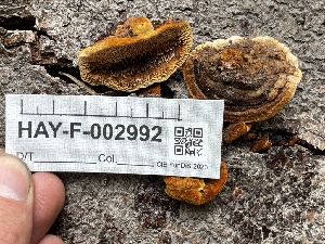  (Gloeophyllum sp. sepiarium-PNW01 - HAY-F-002992)  @11 [ ] by-nc (2023) Damon Tighe Fungal Diversity Survey
