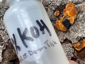  ( - HAY-F-002992)  @11 [ ] by-nc (2023) Damon Tighe Fungal Diversity Survey