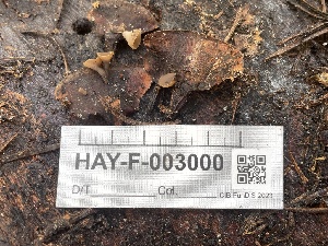  ( - HAY-F-003000)  @11 [ ] by-nc (2023) Damon Tighe Fungal Diversity Survey