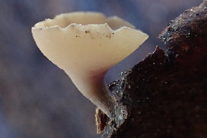  ( - HAY-F-003000)  @11 [ ] by-nc (2023) Damon Tighe Fungal Diversity Survey