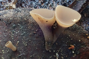  ( - HAY-F-003000)  @11 [ ] by-nc (2023) Damon Tighe Fungal Diversity Survey