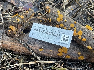  ( - HAY-F-003001)  @11 [ ] by-nc (2023) Damon Tighe Fungal Diversity Survey