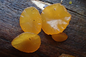  ( - HAY-F-003001)  @11 [ ] by-nc (2023) Damon Tighe Fungal Diversity Survey