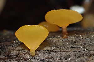  ( - HAY-F-003001)  @11 [ ] by-nc (2023) Damon Tighe Fungal Diversity Survey
