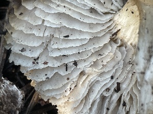  ( - HAY-F-003002)  @11 [ ] by-nc (2023) Damon Tighe Fungal Diversity Survey