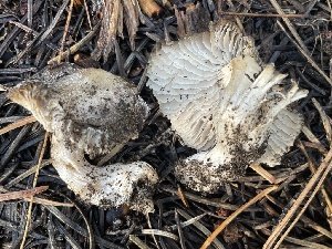  ( - HAY-F-003002)  @11 [ ] by-nc (2023) Damon Tighe Fungal Diversity Survey