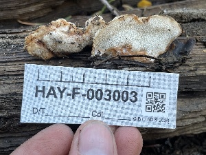  ( - HAY-F-003003)  @11 [ ] by-nc (2023) Damon Tighe Fungal Diversity Survey