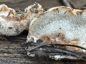  ( - HAY-F-003003)  @11 [ ] by-nc (2023) Damon Tighe Fungal Diversity Survey