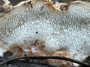  ( - HAY-F-003003)  @11 [ ] by-nc (2023) Damon Tighe Fungal Diversity Survey