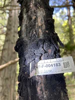  ( - HAY-F-004183)  @11 [ ] by-nc (2023) Jaren Hockert Fungal Diversity Survey
