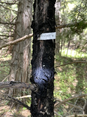  ( - HAY-F-004183)  @11 [ ] by-nc (2023) Jaren Hockert Fungal Diversity Survey