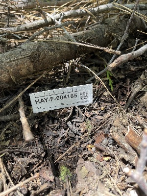  (Phloeomana sp. CA02 - HAY-F-004185)  @11 [ ] by-nc (2023) Jaren Hockert Fungal Diversity Survey