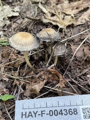  ( - HAY-F-004368)  @11 [ ] by-nc (2023) Jaren Hockert Fungal Diversity Survey