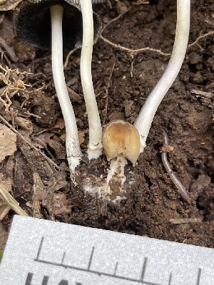  ( - HAY-F-004368)  @11 [ ] by-nc (2023) Jaren Hockert Fungal Diversity Survey