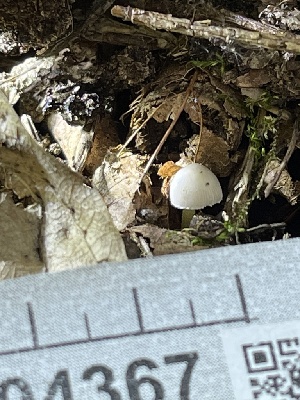  (Bolbitius sp. pallidus-CA01 - HAY-F-004367)  @11 [ ] by-nc (2023) Jaren Hockert Fungal Diversity Survey