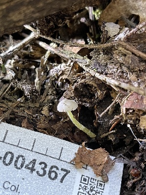  ( - HAY-F-004367)  @11 [ ] by-nc (2023) Jaren Hockert Fungal Diversity Survey