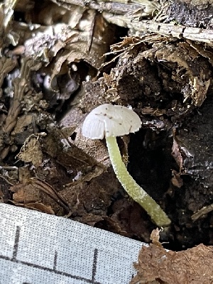  ( - HAY-F-004367)  @11 [ ] by-nc (2023) Jaren Hockert Fungal Diversity Survey