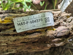  ( - HAY-F-004370)  @11 [ ] by-nc (2023) Stu Pickell Fungal Diversity Survey