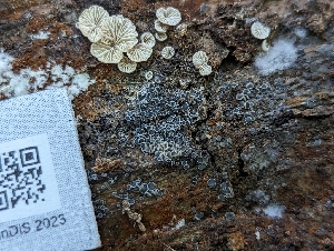  ( - HAY-F-004376)  @11 [ ] by-nc (2023) Stu Pickell Fungal Diversity Survey